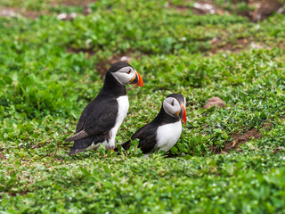 Atlantic Puffin on Farne Island