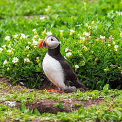 Atlantic Puffin on Farne Island