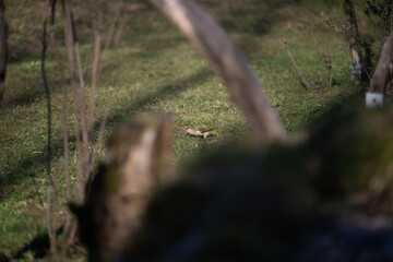 ucelli in volo