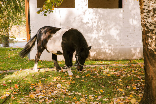 The ponies will shrink under the trees
