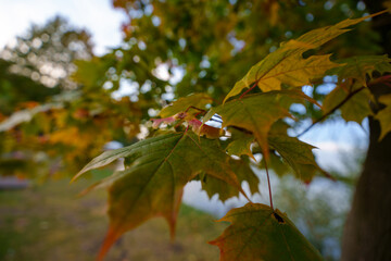 Close-up of green maple leaves with autumn colors