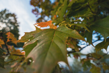 Close-up of green maple leaves with autumn colors