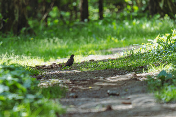 Blackbird standing on a forest trail in dappled sunlight