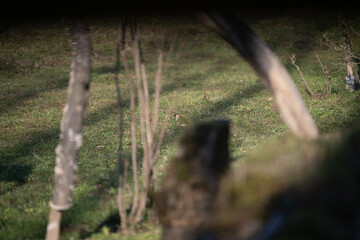 ucelli in volo