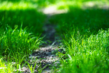 Narrow dirt path through lush green forest in summer