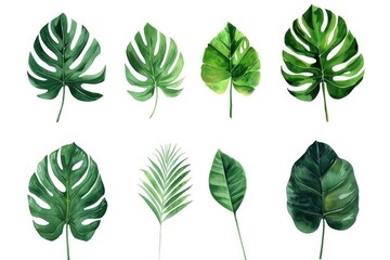 Fototapeta premium A collection of colorful tropical leaves on a white background, perfect for using in illustrations or designs where a natural and vibrant touch is needed