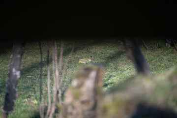 ucelli in volo