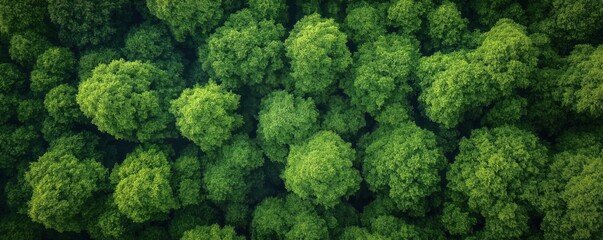 Naklejka premium Dense forest canopy seen from above. Rich green trees cover land. Natural scenery perfect for nature eco themes. Green foliage fills entire photo. Abundant green trees creating natural pattern. View