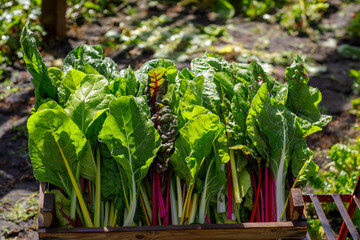 Swiss chard in a box on a cart