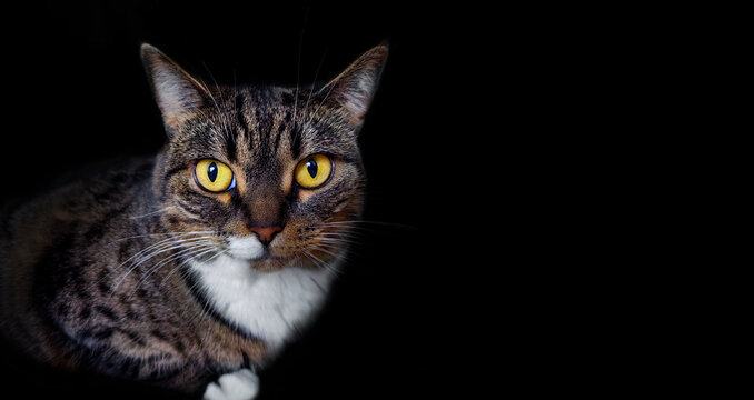 Portrait of a tabby cat with big expressive eyes. Black background. Free space