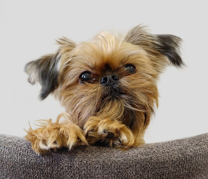 Funny portrait of a Brussels Griffon dog on a light background.