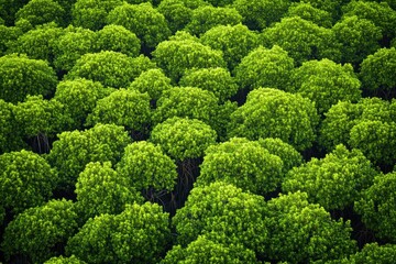 Image of trees growing among grass, natural scenery