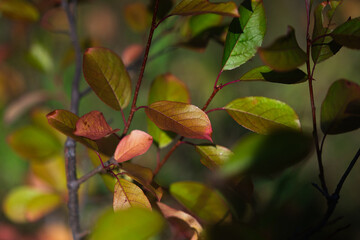 red leaves in autumn