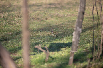 ucelli in volo