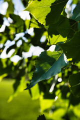 green oak leaves on a sunny day
