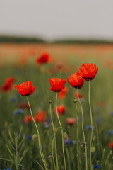 Obraz premium poppy field