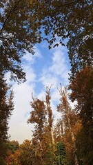 Fototapeta premium A view of deciduous trees with their leaves turning yellow against the blue sky