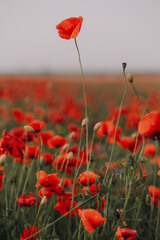 poppy field