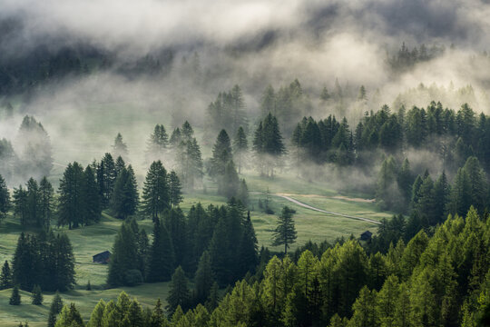 Foggy forest in the morning - Powered by Adobe