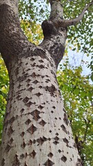 A tree texture consisting of rhombus shapes and geometric lines