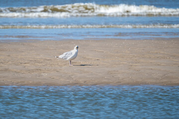 A seagull is standing on the beach near the water. The sky is clear and the water is calm
