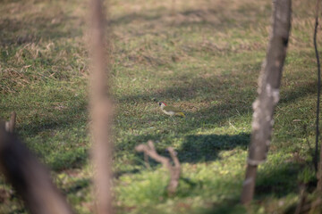 ucelli in volo