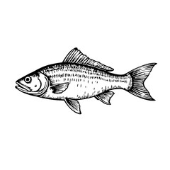 Obraz premium Hand-drawn fish illustration in black and white