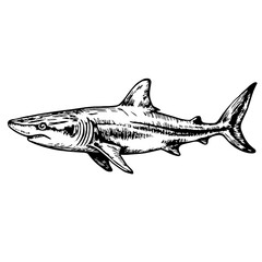 Fototapeta premium Shark sketch in black and white illustration style