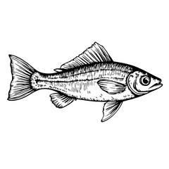 Black and white fish sketch in detailed line art style