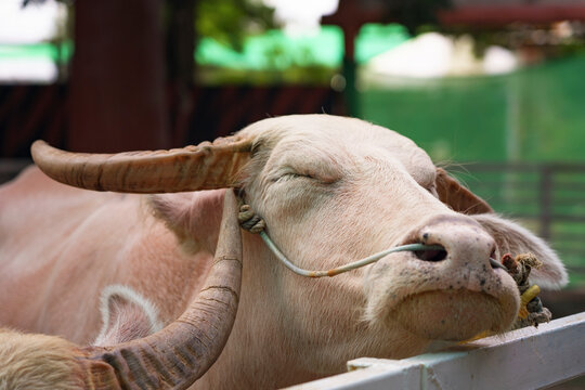 White water buffalo