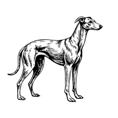 Obraz premium Elegant greyhound sketch in black and white