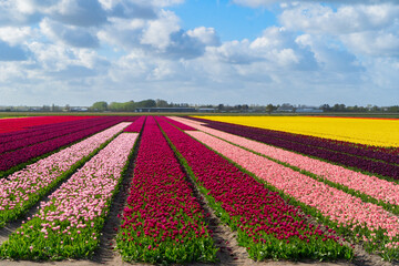 Famouse dutch red and pink tulip field with rows in sunny day with blue sky