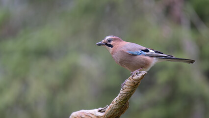 Eurasian jay (Garrulus glandarius) in forest