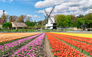 one dutch windmill over tulip flowers field in sunny day, Netherlands