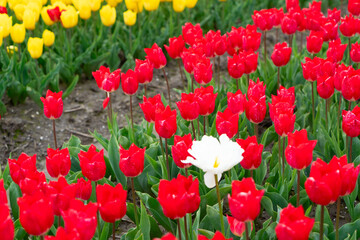Fototapeta premium Famouse dutch red tulip field with rows in sunny day with blue sky
