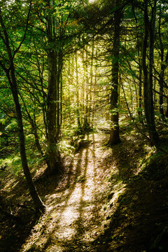Sunlight in the forest