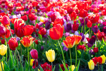 Famouse dutch red tulip field with multicolored rows in sunny day with blue sky
