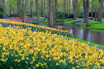 Obraz premium Colorful growing yellow and blue flowerbed in spring formal garden with river