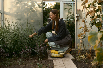 young female gardener harvests in the greenhouse 