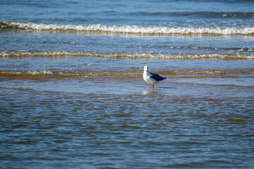 A seagull is standing on the beach near the water. The sky is clear and the water is calm