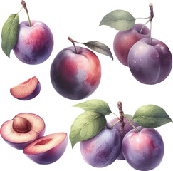 Set with plums in watercolor style. Watercolor plums