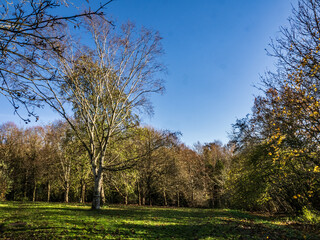 Obraz premium trees in the park