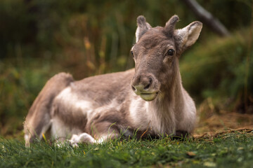 A close-up of a young reindeer resting peacefully on a grassy field, surrounded by soft natural greenery.