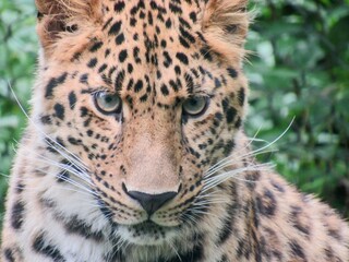 portrait of an amur leopard 