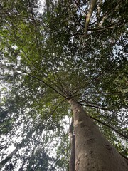 Fototapeta premium trees in the woods