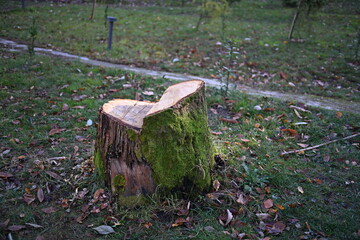 a cut tree trunk