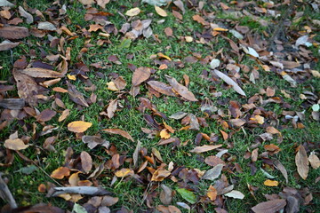 fallen leaves on the grass