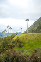 Hermosa fotograf&iacute;a del Valle del Cocora, Colombia, tomada en un d&iacute;a nublado.