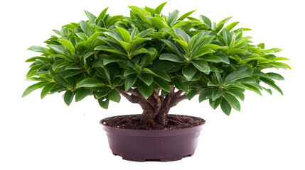 Fototapeta premium Green-Leaved Bonsai in Brown Plastic Pot Isolated on Transparent Background