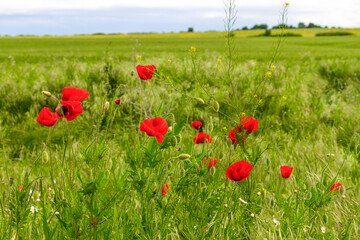 Poppies and other May wild plants in front of a blurred meadow with cloudy sky in Haskovo Province, Southern Bulgaria, selective focus